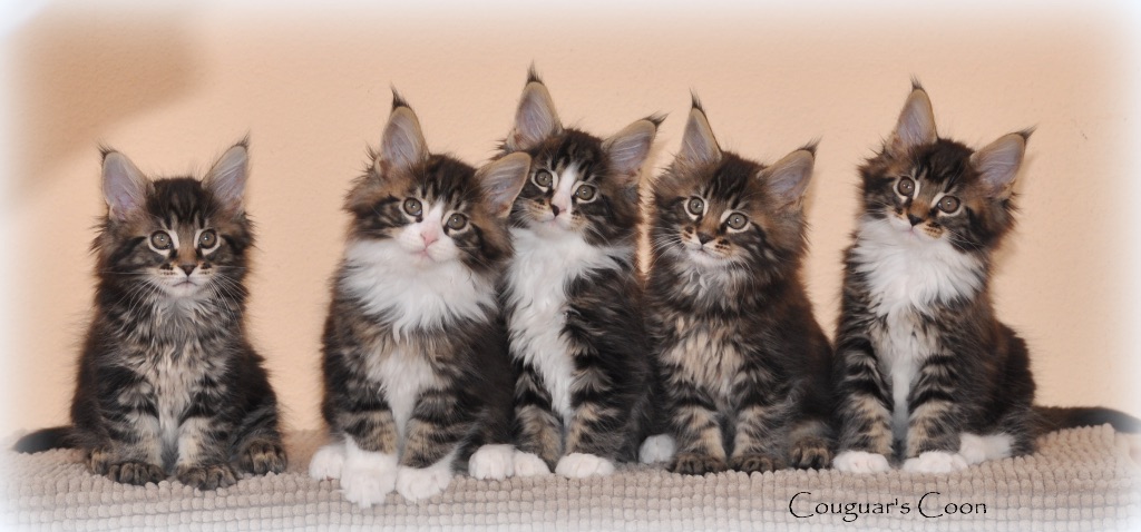 Du Clos Des Pontet - visitez notre site chats Maine Coons